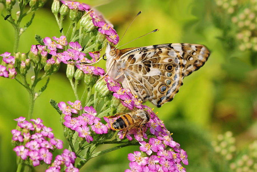 Painted Lady Butterfly Kits