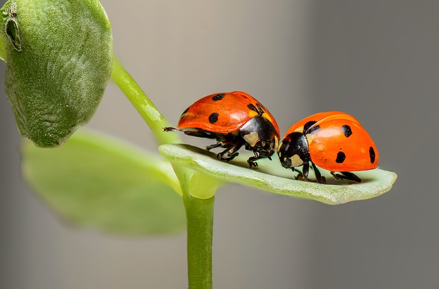 Bugs and Butterflies