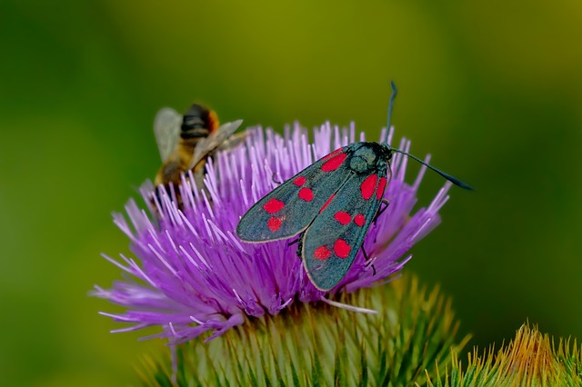 Butterfly Education Day
